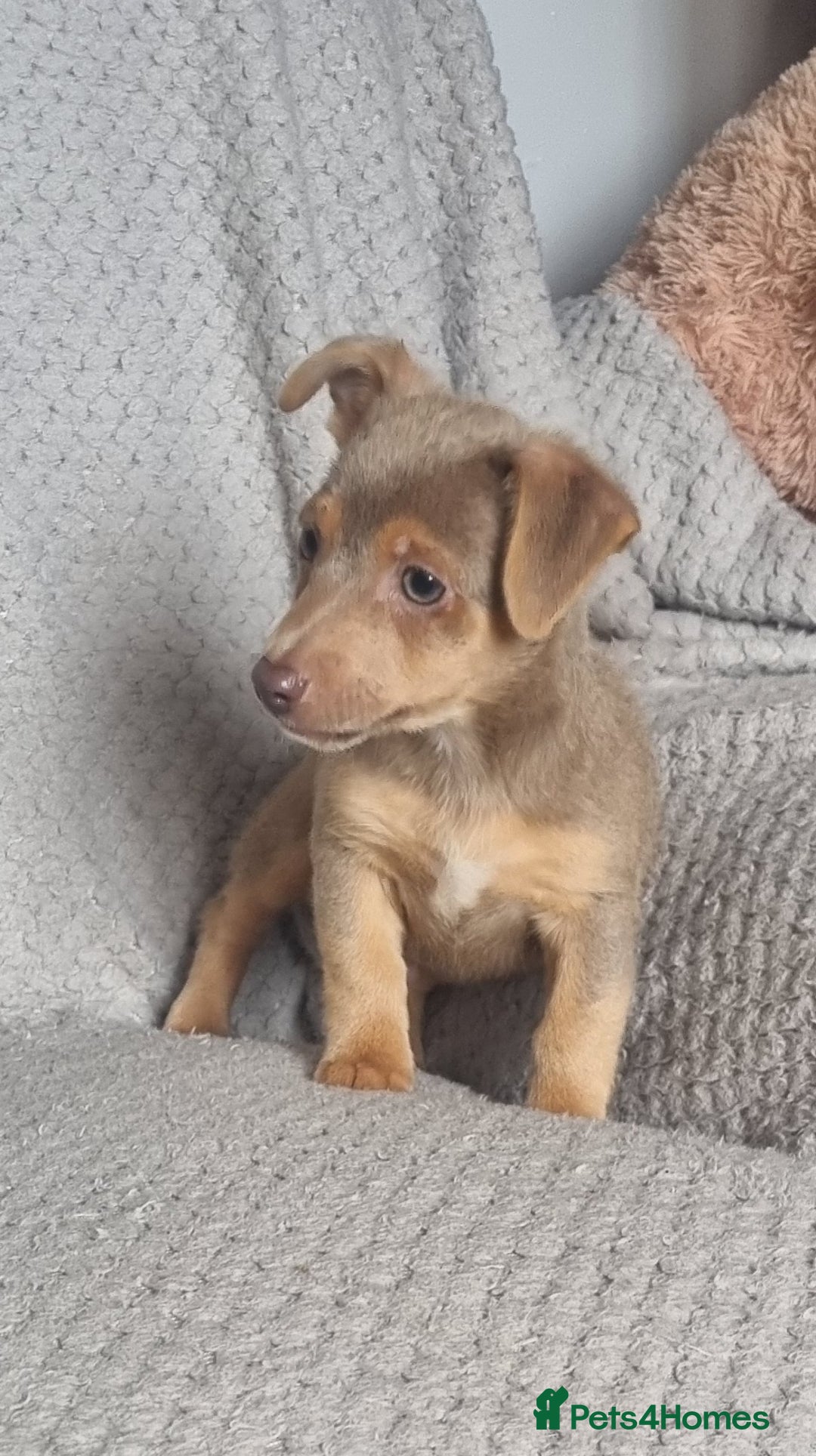 Jack Russell dogs for sale: Miniature jack Russell's only 3 available now - Image 30