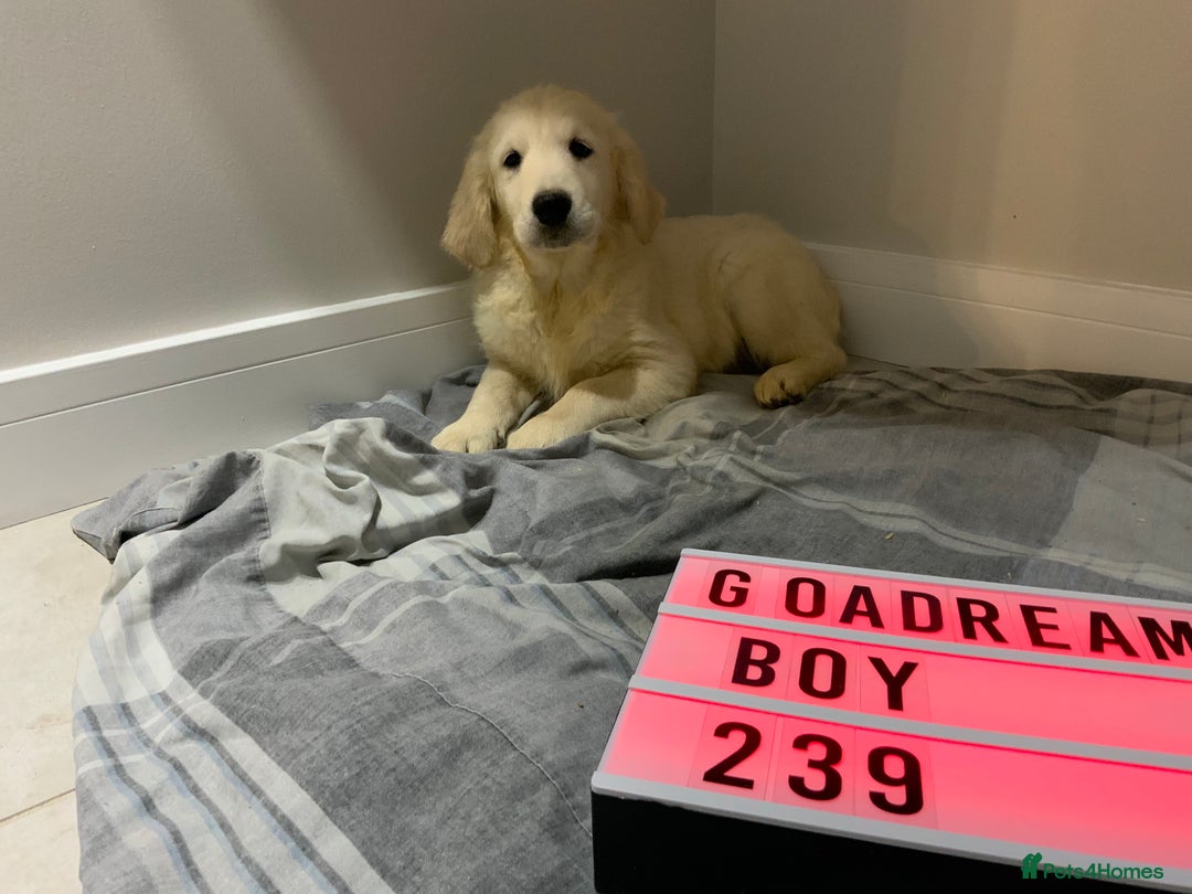 Golden Retriever dogs for sale: Golden Retrievers -Goadream kc  - Advert 8