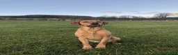 Labrador Retriever dogs for sale: 2 Yellow Labrador Pups in Huntly - Advert 5