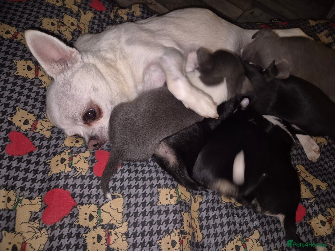 Chihuahua dogs for sale: Beautiful chihuahua puppies  - Advert 11