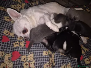 Chihuahua dogs Beautiful chihuahua puppies - Advert 2