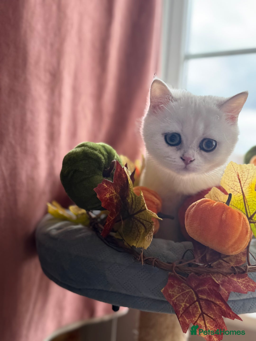 British Shorthair cats for sale: Two stunning sisters READY NOW - Image 12