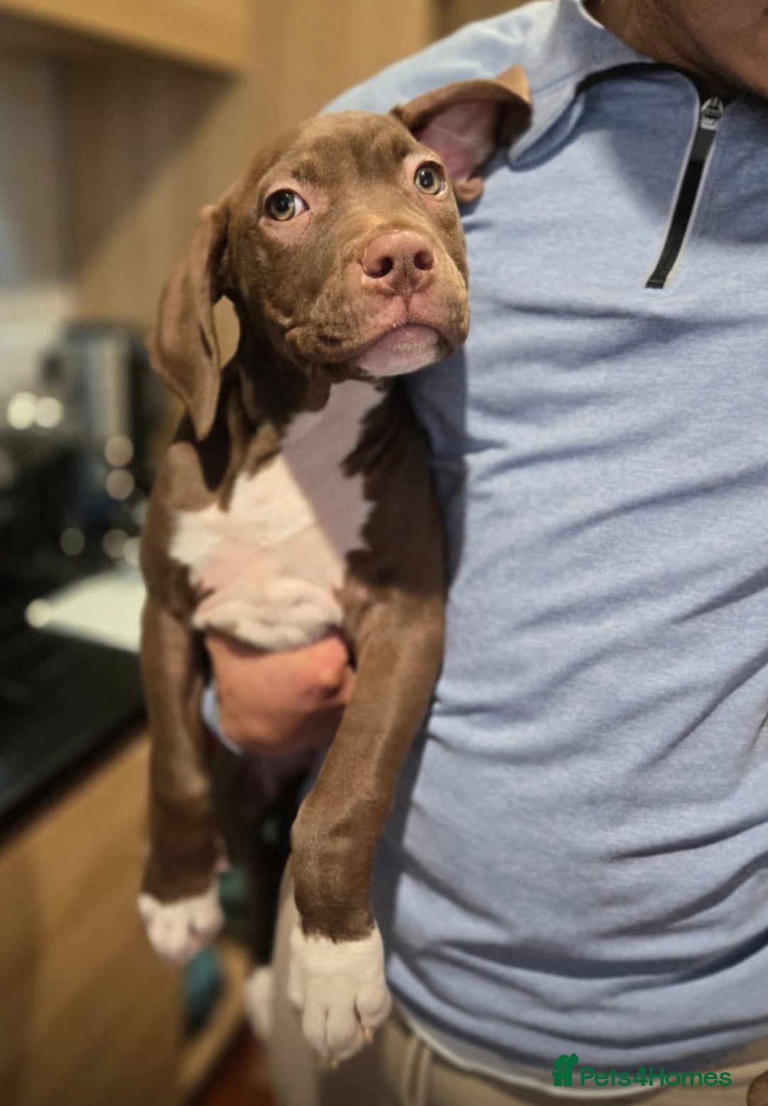 American Bulldog dogs for sale: American bulldog puppies  - Image 2