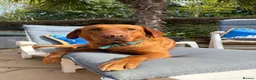 Labrador Retriever dogs for sale: KC Stunning Dark Fox Red Labrador Puppies - Advert 3