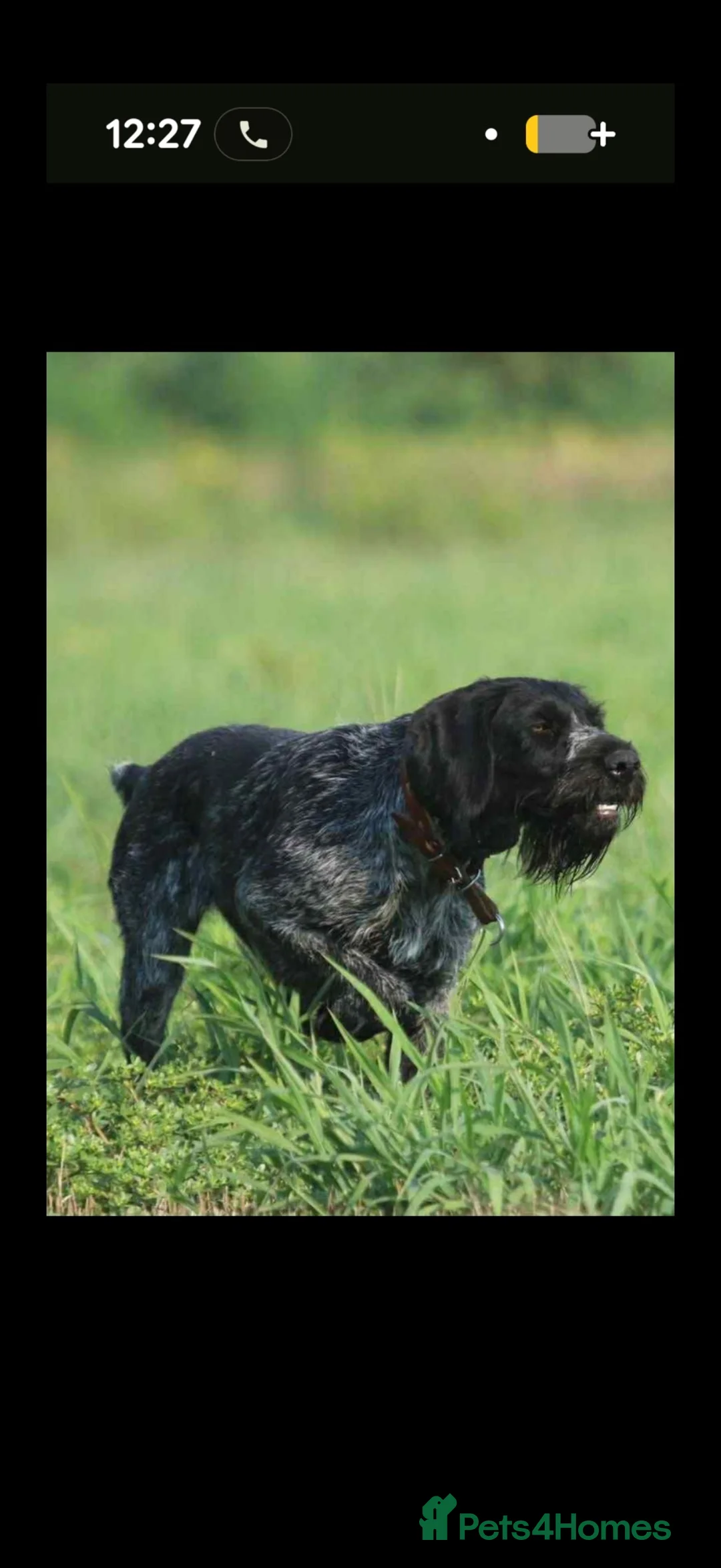 Mixed Breed dogs for sale: Male German pointers  in Towcester - Advert 9