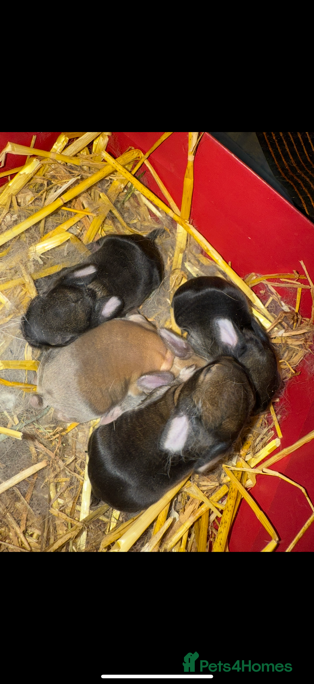 Mini Lop rabbits for sale: Patch Adams babies for reservation - Advert 5