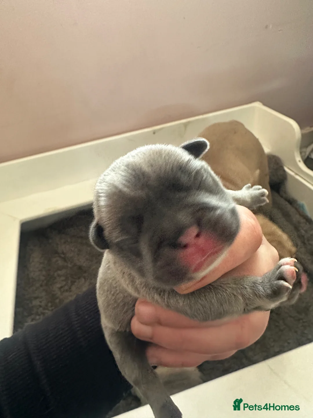 French Bulldog dogs for sale: Beautiful littler of French bulldog pups in Doncaster - Advert 13