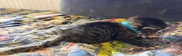 Mixed Breed cats for sale: 2 ginger boys and 2 tabby girls - Advert 10