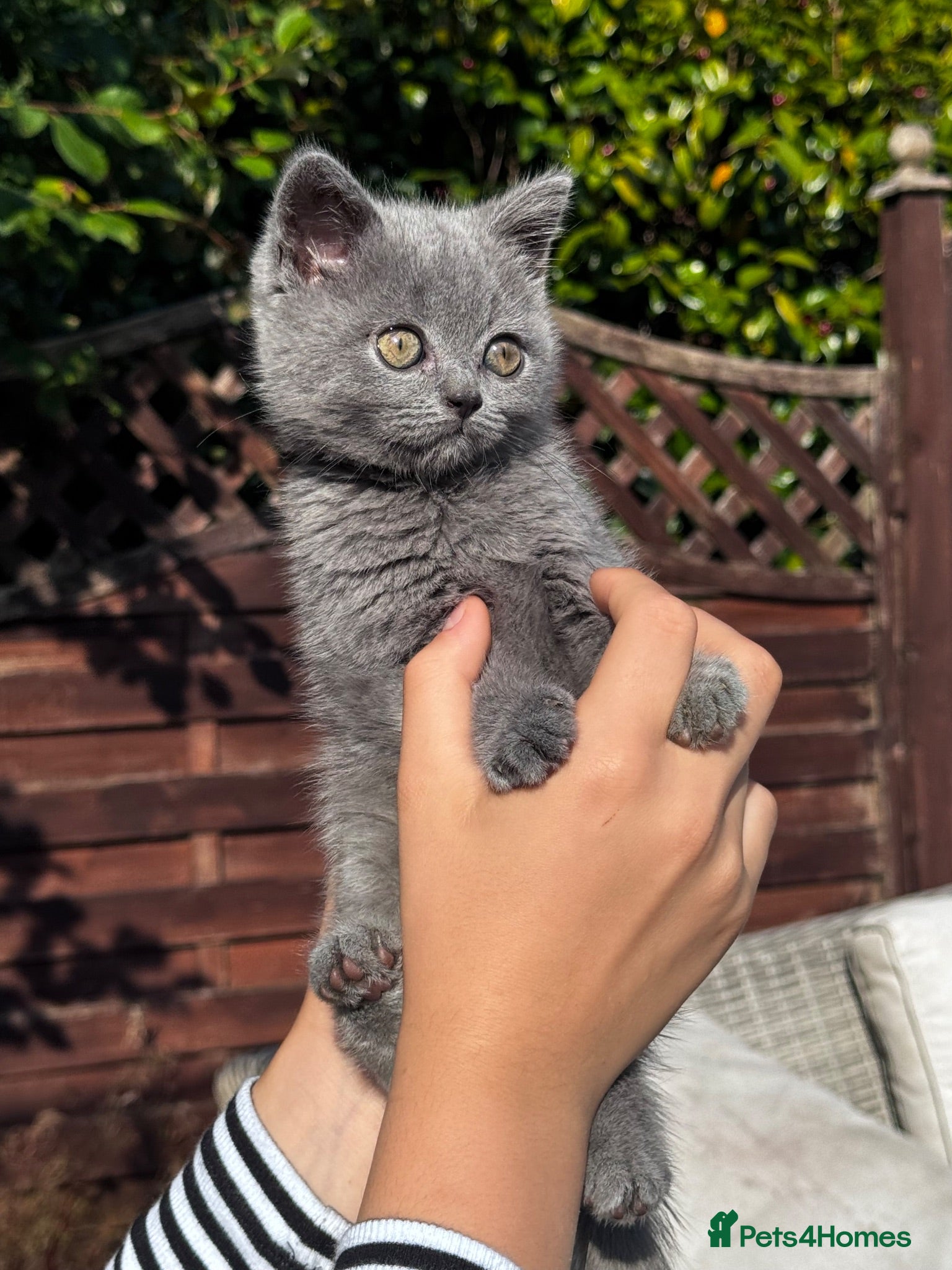British Shorthair cats stunning affectionate Kittens available - Advert 1