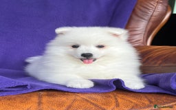 Japanese Spitz dogs for sale: Lovely Male Japanese spitz puppy - Image 11