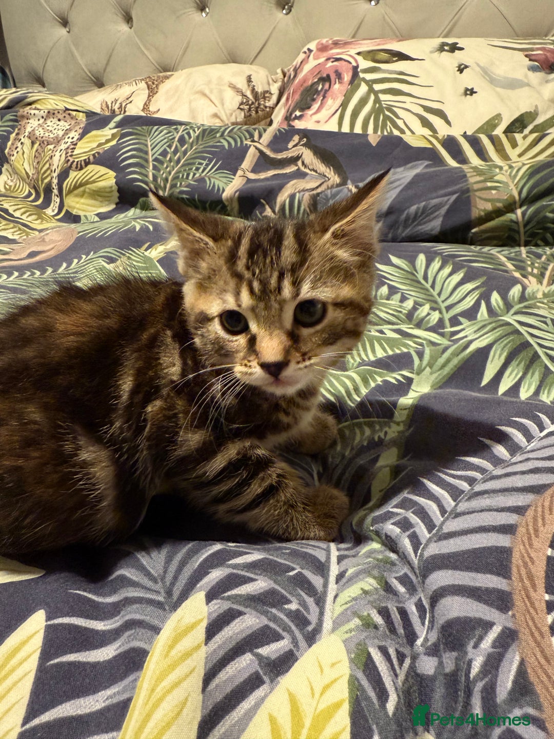 Mixed Breed cats for sale: Selling 4 beautiful kittens  - Advert 14