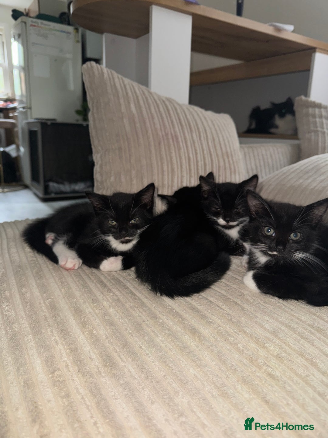 Mixed Breed cats for sale: Beautiful Kittens Looking for Their Forever Homes✨ - Advert 13