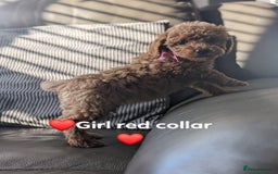 Yorkiepoo dogs for sale: Reduced price as  Last  little girl ready to leave in Barnsley - Image 1