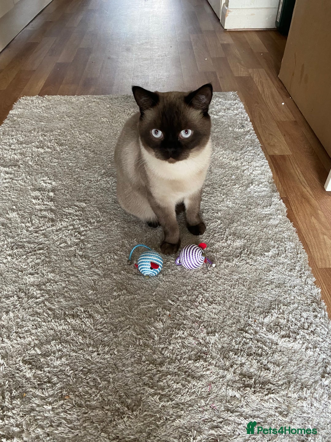 British Shorthair cats for sale: Seal Colourpoint British Shorthairs Duke&Darcey - Advert 5