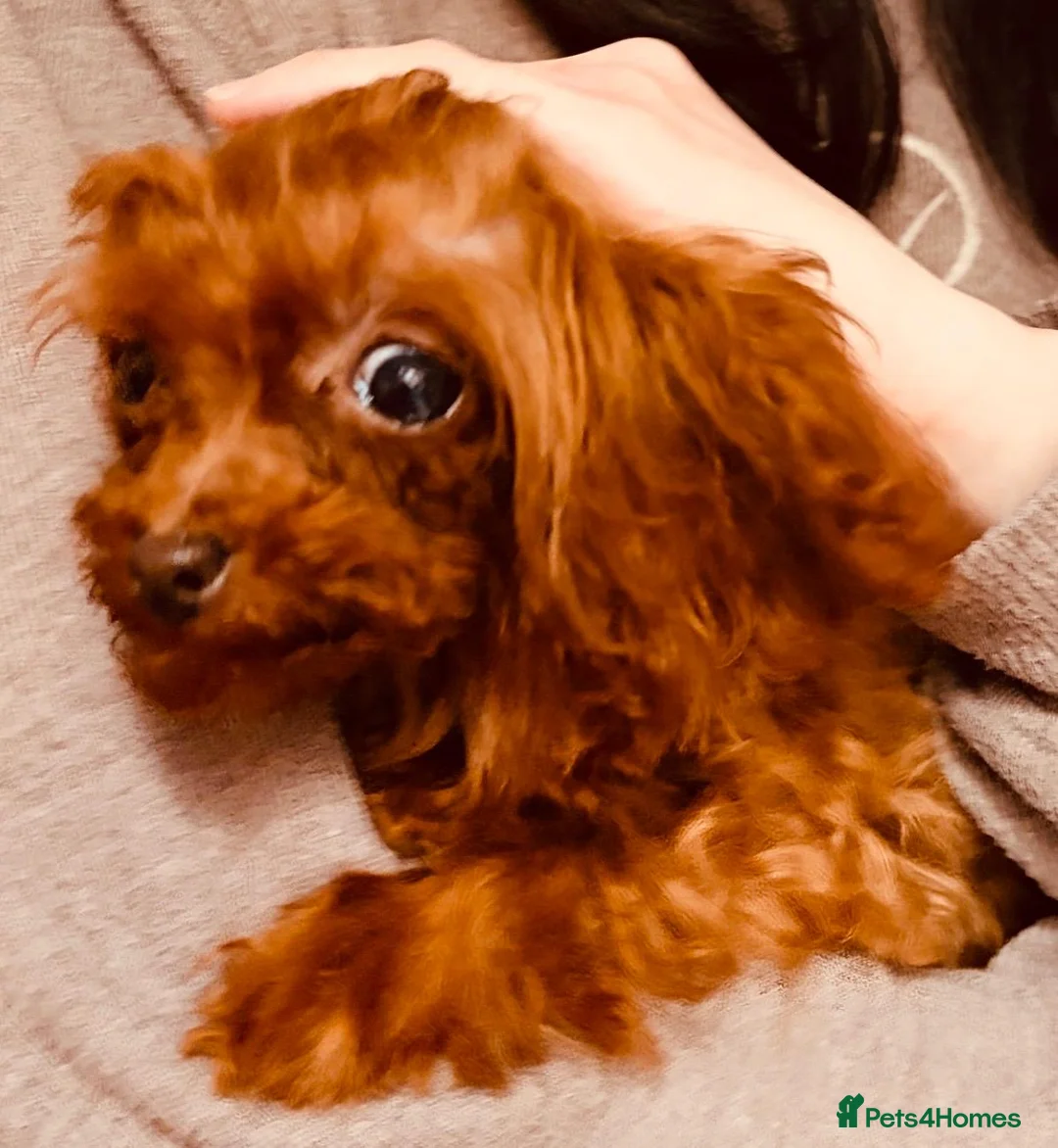 Toy Poodle dogs for sale: Rare Asian Micro Toy Poodle (Under 1kg) - Advert 7