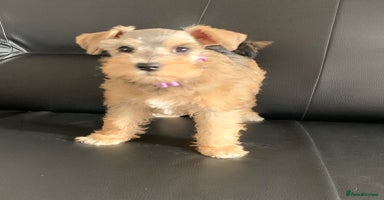 Miniature Schnauzer dogs in King's Lynn - Advert 13