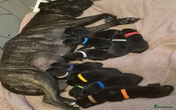 Mixed Breed dogs for sale: Staffador puppies - Image 4