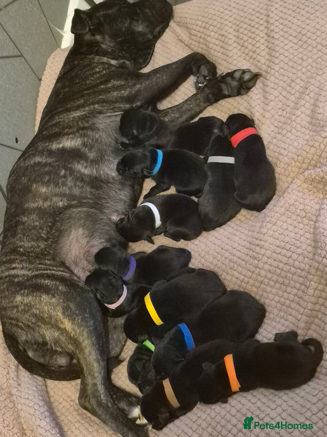 Mixed Breed dogs for sale: Staffador puppies - Image 4