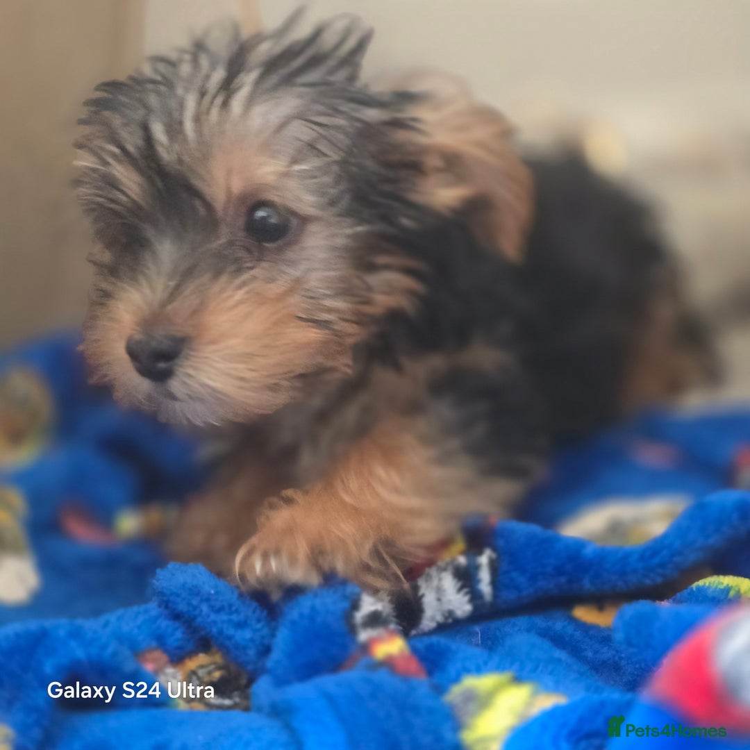 Yorkshire Terrier dogs for sale: Beautiful Yorkshire terrier girl  - Image 2