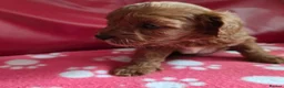 Cavapoo dogs for sale: F1 cavapoos  - Advert 6