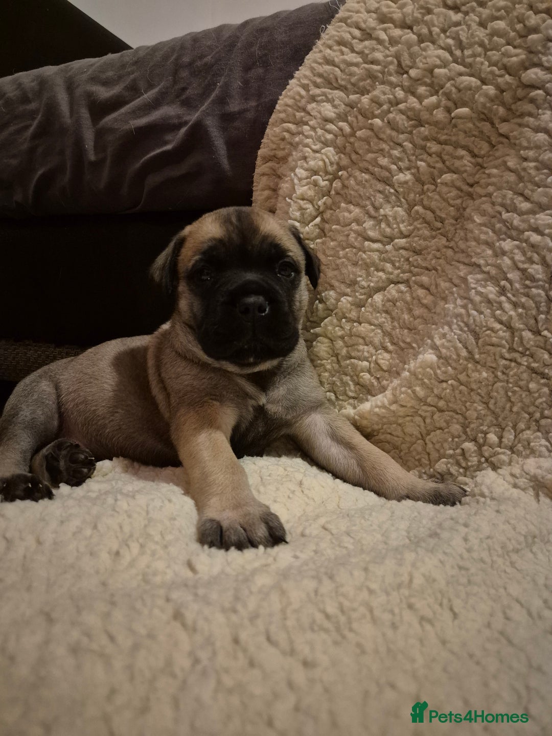 Bullmastiff dogs for sale: Beautiful Bullmastiff Puppy - Advert 4