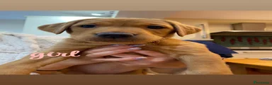 Labrador Retriever 7