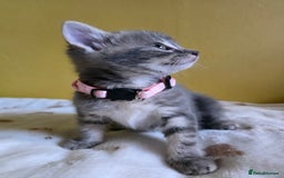 Mixed Breed cats for sale: Gorgeous 2 Girls and 3 boys For sale - Image 13