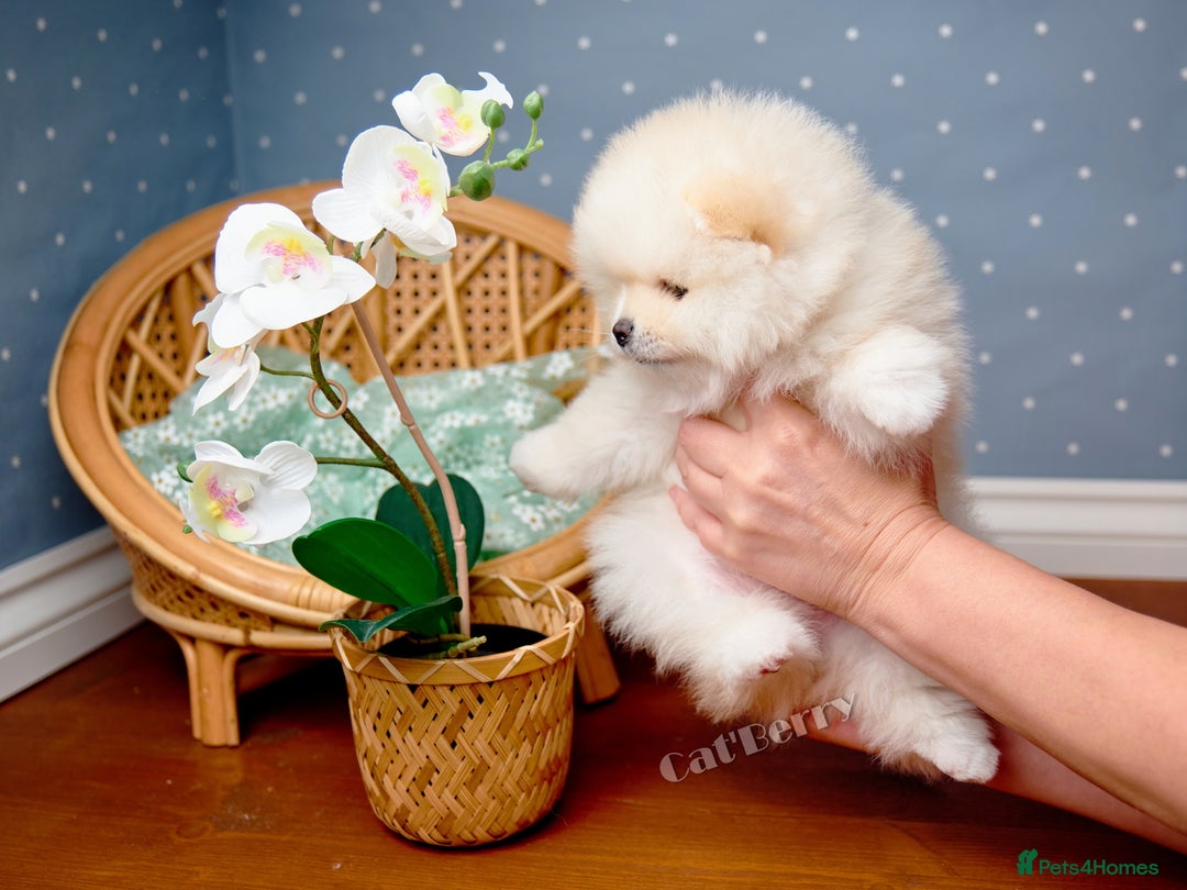 Pomeranian dogs for sale: Stunning Pomeranian puppies  - Advert 3