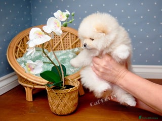 Pomeranian dogs Stunning Pomeranian puppies - Advert 8