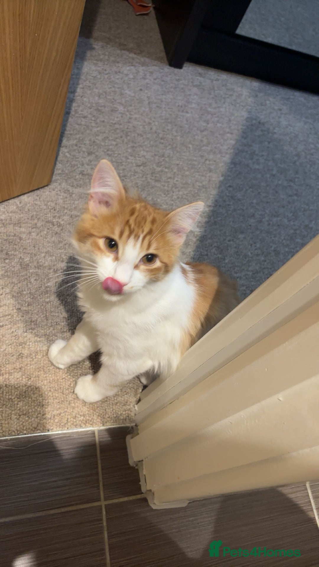 Mixed Breed cats for sale: Ragdoll male for sale  - Advert 2