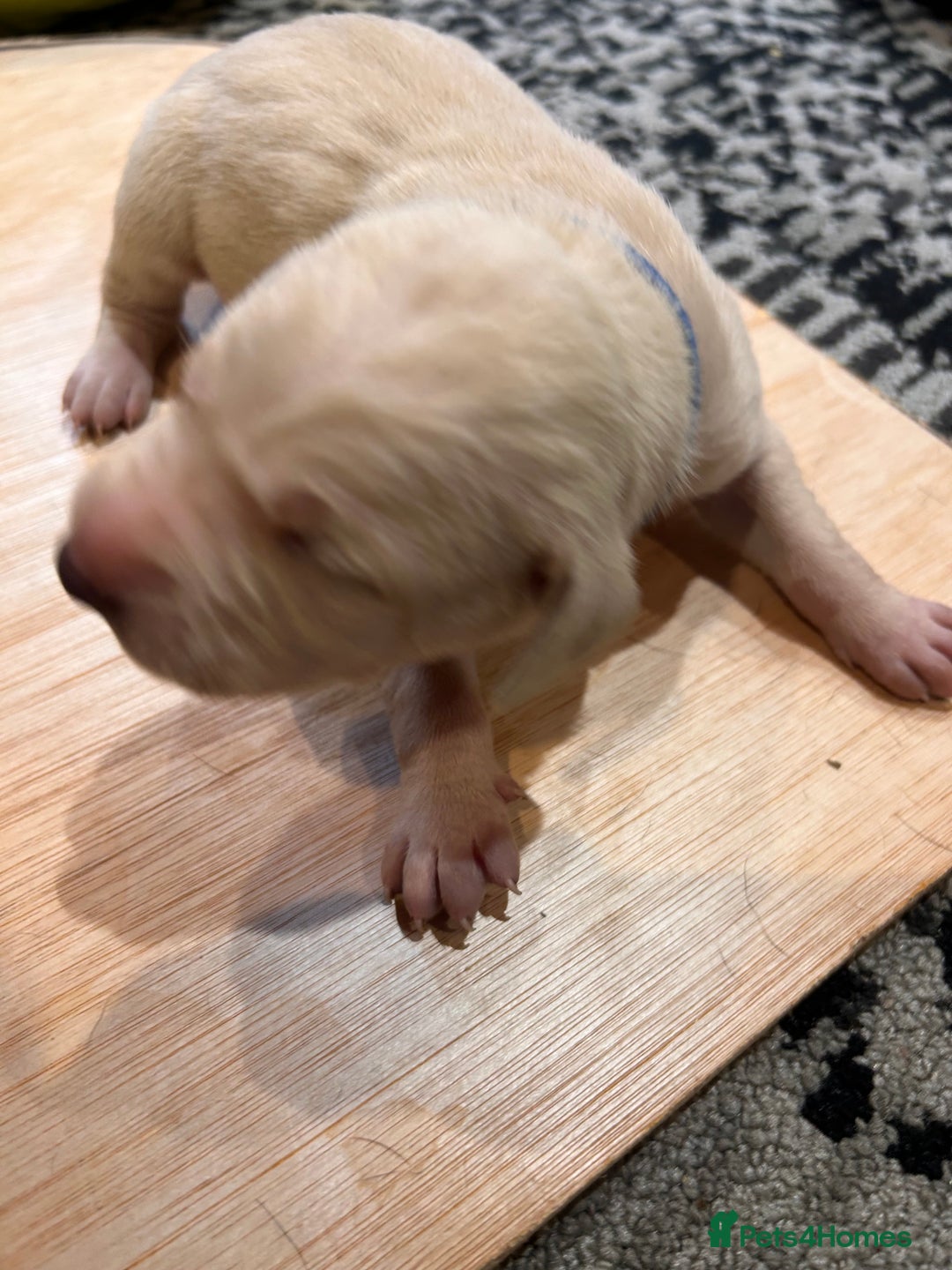 Mixed Breed dogs for sale: Weimaraner x vizsla x GSP only Black left  - Image 15