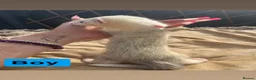 Ferret rodents for sale: part angora ferret  kits  - Advert 2