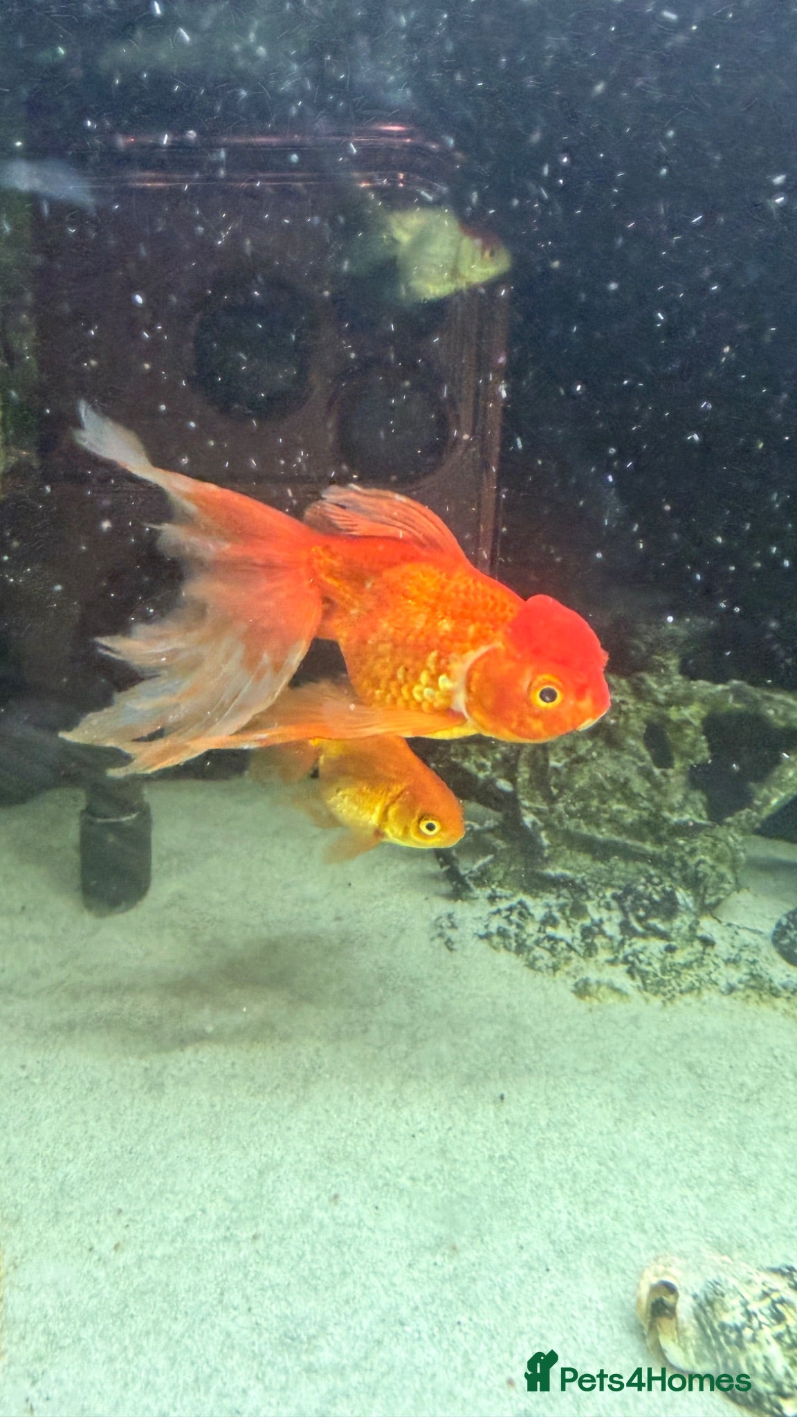 Fancy Goldfish fish 6 Gold fish for Sale - Advert 2