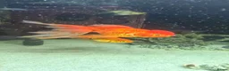 Fancy Goldfish fish for sale: 6 Gold fish for Sale in Hatfield - Advert 2