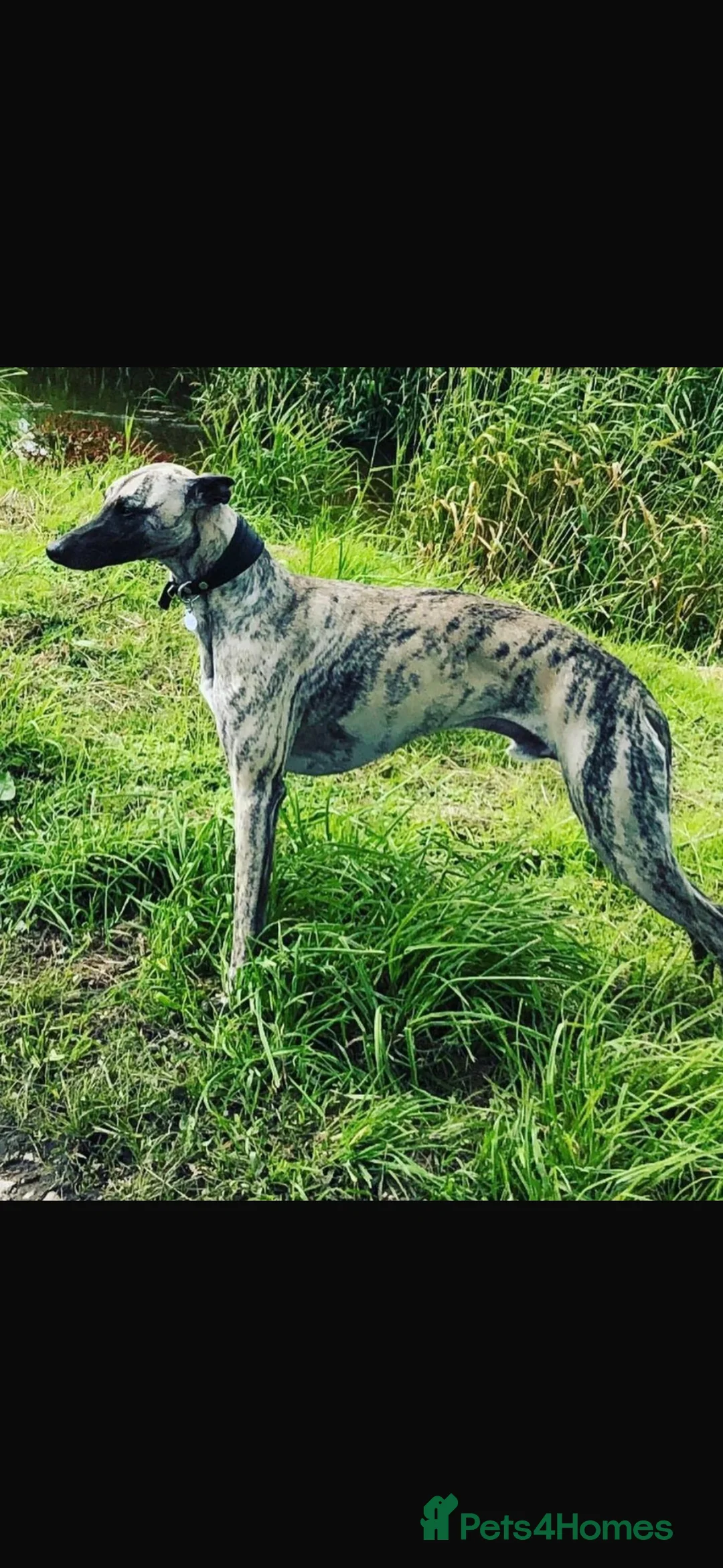 Whippet dogs for sale: KC REGISTERED WHIPPETS  in Liverpool - Advert 8