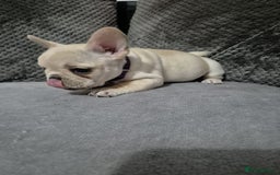French Bulldog dogs for sale: Gorgeous French bulldog puppies Just 1 girl left!  - Advert 17