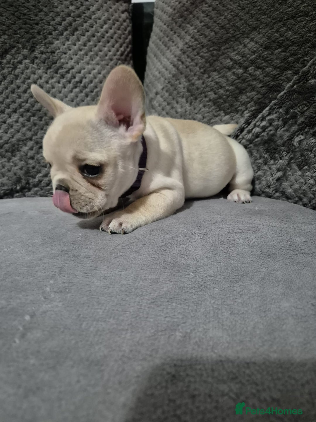 French Bulldog dogs for sale: Gorgeous French bulldog puppies Just 1 girl left!  - Advert 17