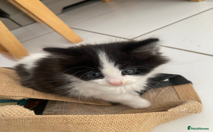 Mixed Breed cats - Advert 8
