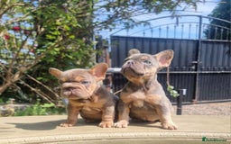 French Bulldog dogs for sale: Beautiful French bulldogs - Image 20