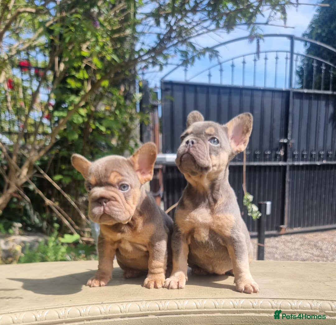 French Bulldog dogs for sale: Beautiful French bulldogs - Image 20