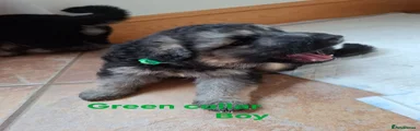 German Shepherd 2