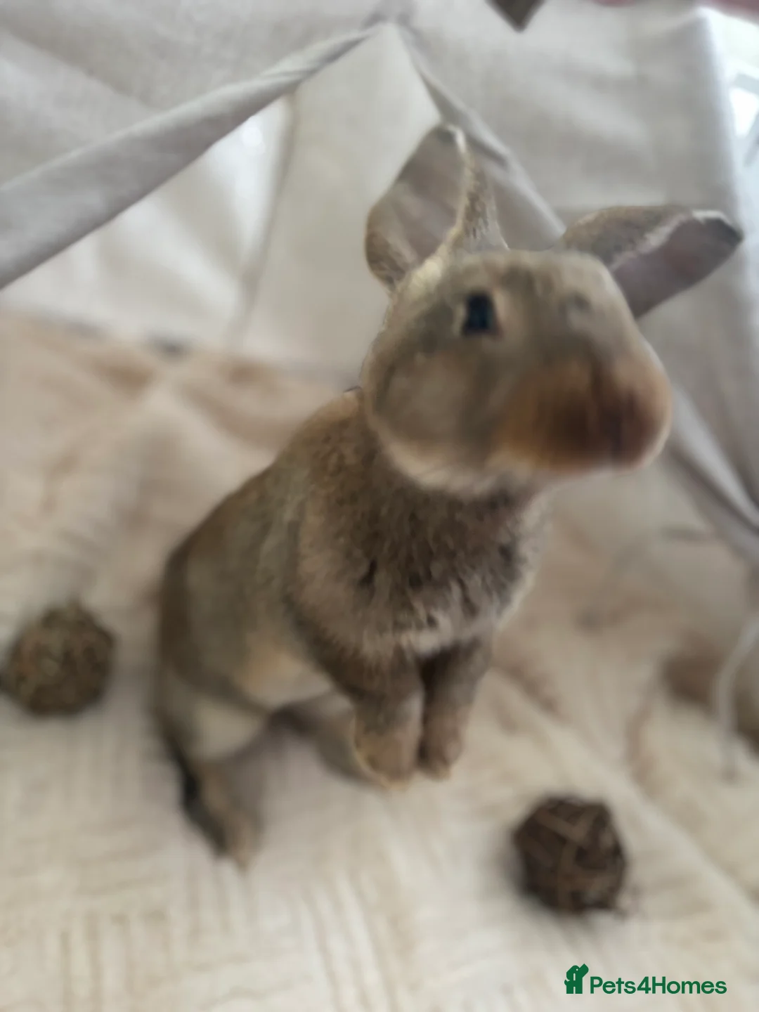 Continental Giant rabbits for sale: Míro The Continental Giant Rabbit - Advert 16