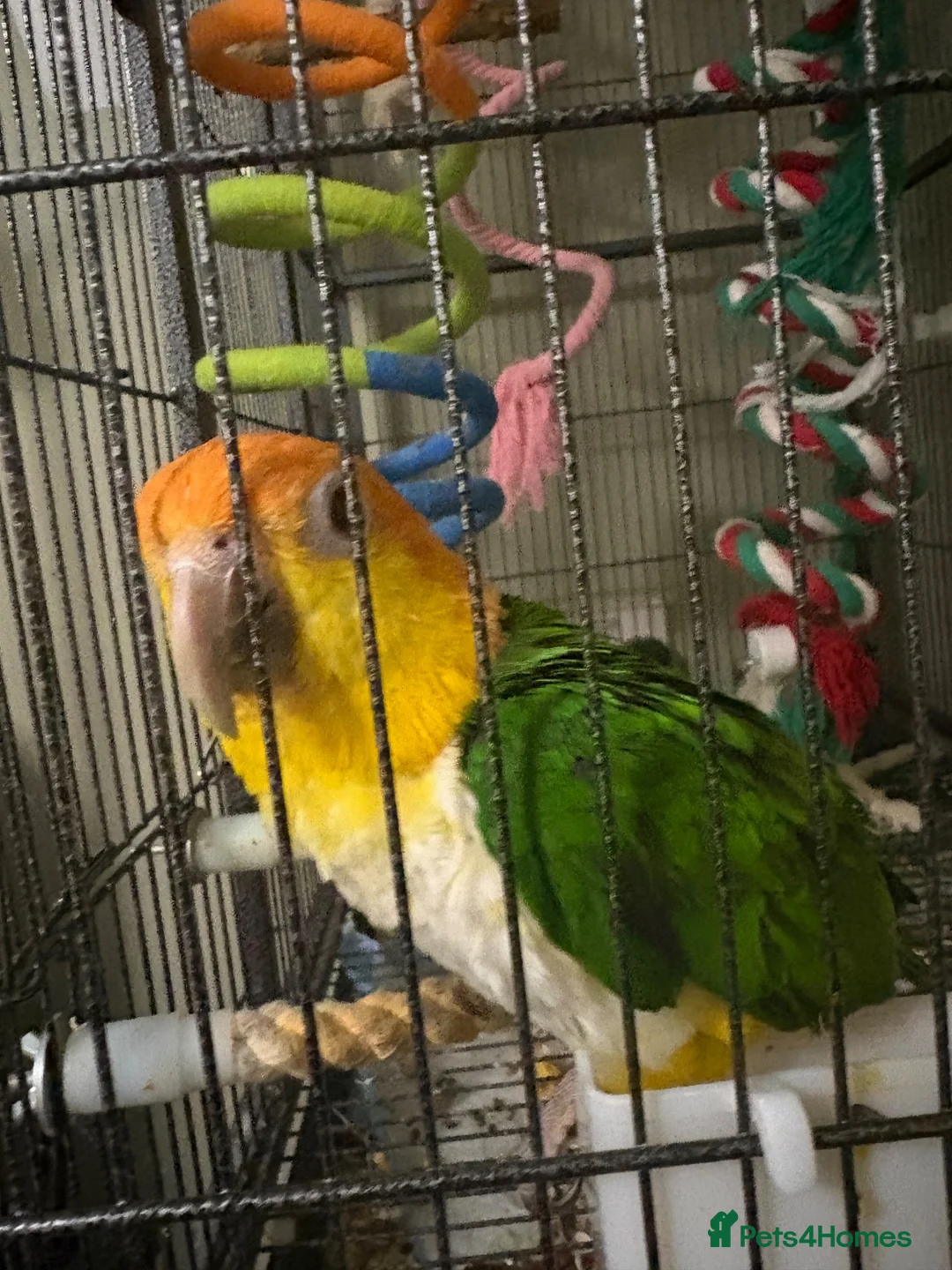 Parrots birds for sale: Caique in Thetford - Advert 2