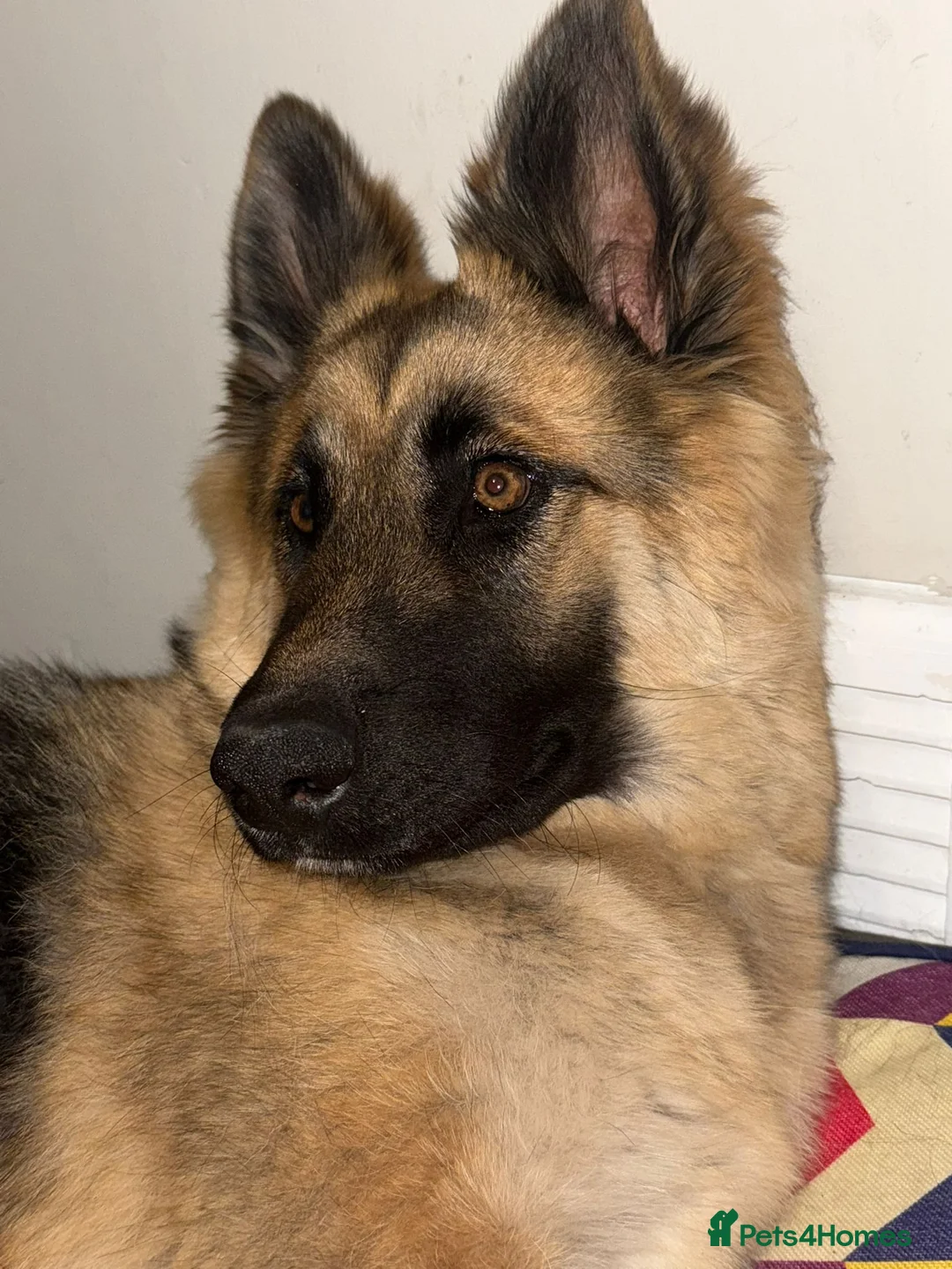 German Shepherd dogs for sale: 17 month old German Shepherd  in Chesterfield - Advert 2