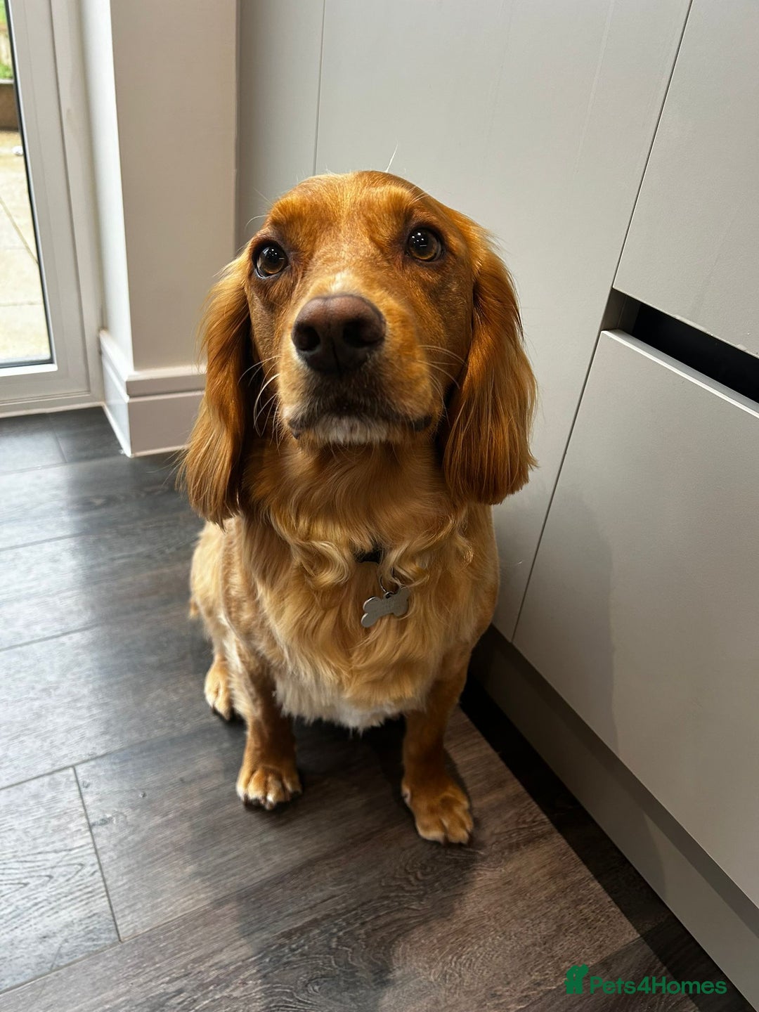 Cocker Spaniel dogs for adoption: Handsome & loyal REGGIE needs a new Loving Home - Image 2
