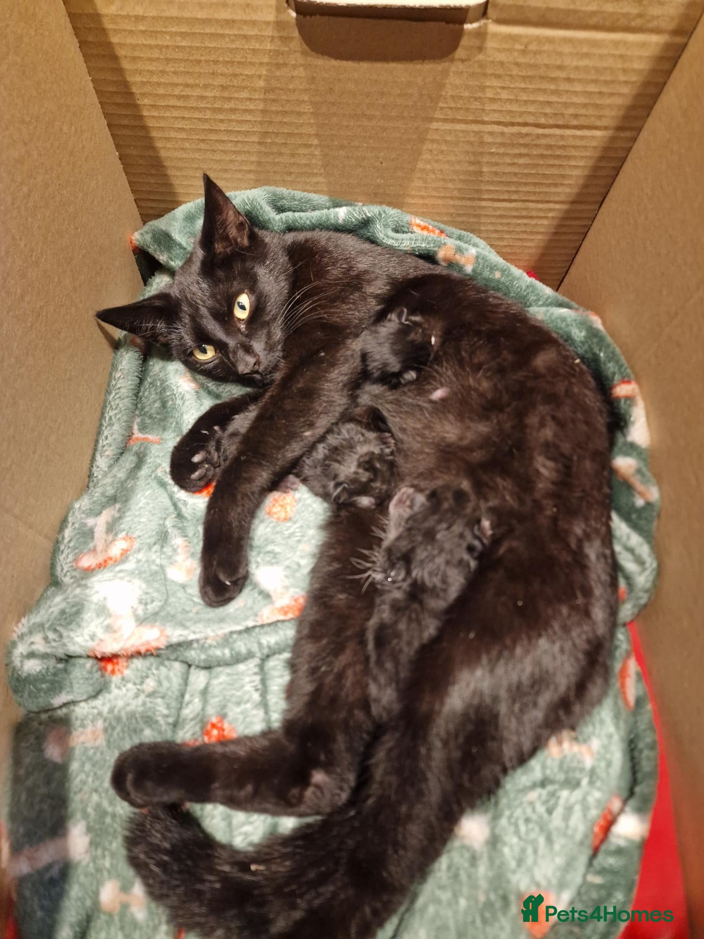 Mixed Breed cats Loving kittens black domestic  - Advert 1
