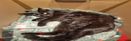 Mixed Breed cats for sale: Loving kittens black domestic  - Advert 1
