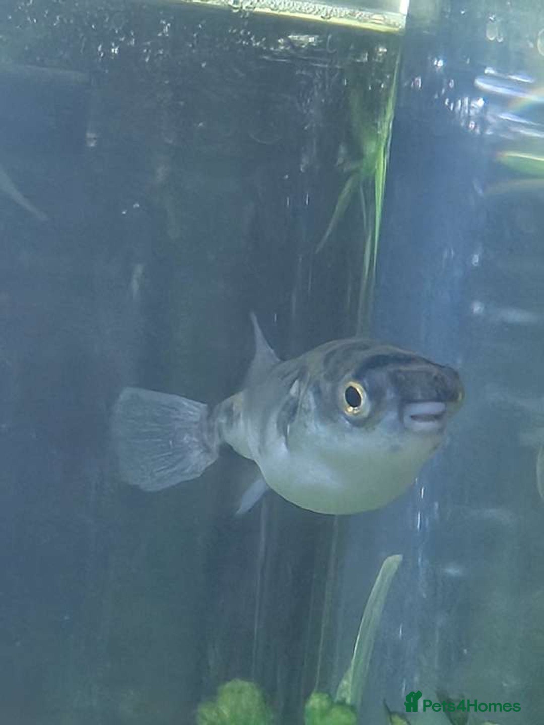 Pufferfish fish for sale: Amazon puffer fish  - Image 2