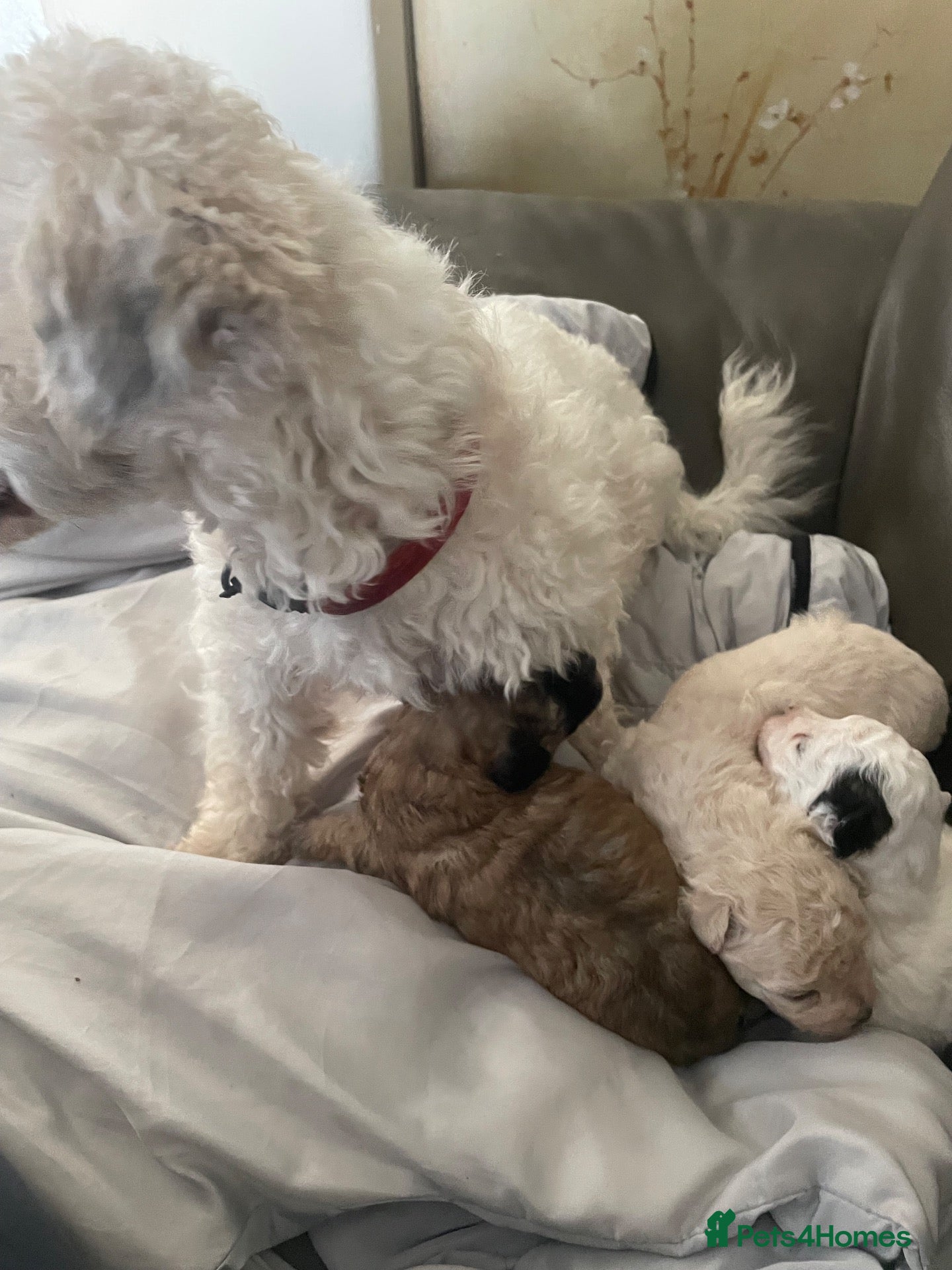 Poochon dogs Bischoon pups - Advert 9