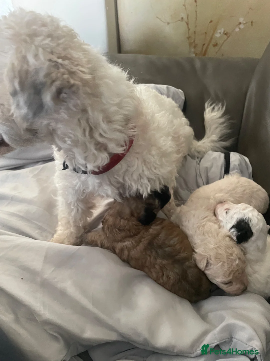Poochon dogs for sale: Bischoon pups - Advert 1